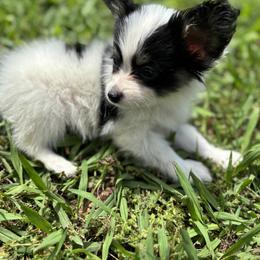 Boston Terrier and Papillon Puppies from Sassy Pap Farms
