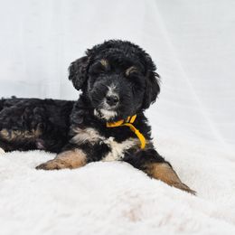 Aussiedoodle, Australian Labradoodle, Bernedoodle, and Golden Retriever Puppies from Golden Light Puppies