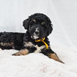 Aussiedoodle, Australian Labradoodle, Bernedoodle, and Golden Retriever Puppies from Golden Light Puppies