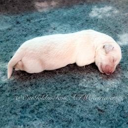 Girl Reservation 6 - Golden female Golden Retriever puppy in Murfreesboro, Tennessee from ATW Retrievers