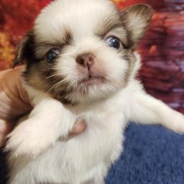 Pekingese, Poodle, and Shih Tzu Puppies from Happy puppies