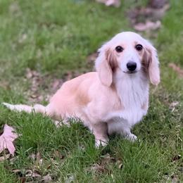 Shay - Dachshund