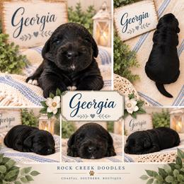 Georgia - Black female Double Doodle puppy in Whitsett, North Carolina from Rock Creek Doodles NC