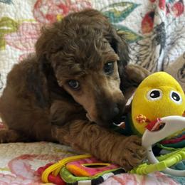 Lavendar Collar - Sable male Poodle puppy in Huntsville, Alabama from Heart Song Standard Poodles