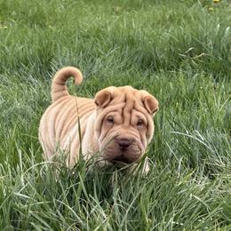Apricot girl - Apricot dilute female Chinese Shar-Pei puppy in Corydon, Indiana from Royalvue Kennels