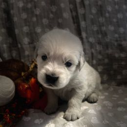 Mr Lime Green - Light golden male Golden Retriever puppy in Perkasie, Pennsylvania from Winterview Golden Retrievers
