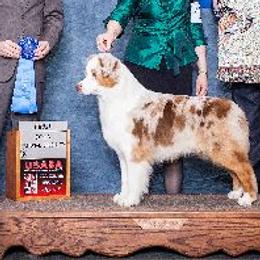 Australian Shepherds from Bayouland Australian Shepherds