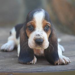 Male 2 - Black brown and white male Basset Hound puppy in Georgia from Huff's Hounds