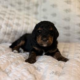 Almond - Phantom male Bernedoodle puppy in Pennsylvania from Bells Bernedoodles