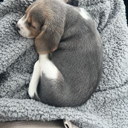 Beagle Puppies from Leslie Beagles of Leslie Farm