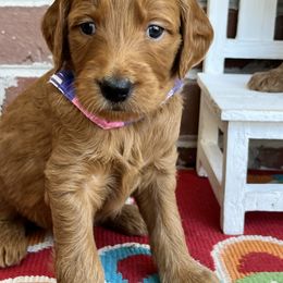 Bernedoodle and Goldendoodle Puppies from Ruby's Doodles