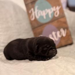 Beu - Black male Pug puppy in Smiths Station, Alabama from Magnolia Pugs