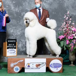Nigel - Poodle