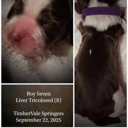 Boy 7 - male English Springer Spaniel puppy in Silverdale, Washington from TimberVale Springers