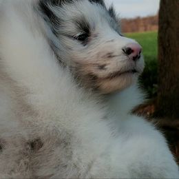Bulldog, Miniature Pinscher, and Shetland Sheepdog Puppies from Smooch-A-Bulls English Bulldogs & M&M Shelties & Min Pin's