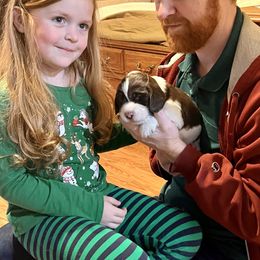 English Springer Spaniel Puppies from DAYSPRINGERS