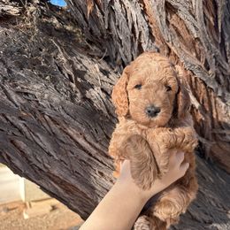 Goldendoodle Puppies from Doodle Paws Az