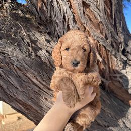 Goldendoodle Puppies from Doodle Paws Az