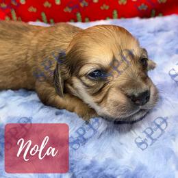 Nola - Cream female Dachshund puppy in Onalaska, Texas from Smokey Pines Dachshunds