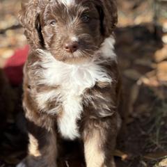 Australian Mountain Doodle Puppies from Sammi Sweet Doodles