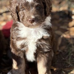 Australian Mountain Doodle Puppies from Sammi Sweet Doodles