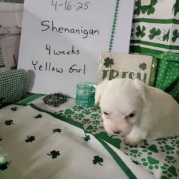 Girl 2 - Coton de Tulear puppy in Middletown, Ohio from Carousel Cotons