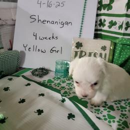 Girl 2 - Coton de Tulear puppy in Middletown, Ohio from Carousel Cotons