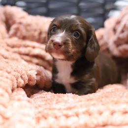 Toby - Chocolate male Dachshund puppy in Eaton, Ohio from Miniature Alphas Dachshunds