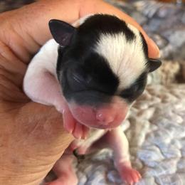 Oops - Black and white male Chihuahua puppy in Amelia, Virginia from Pannell’s Precious Pups