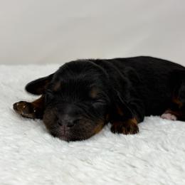 Mocha - Phantom female Bernedoodle puppy in Fleming, Colorado from Vandenbark Doodles