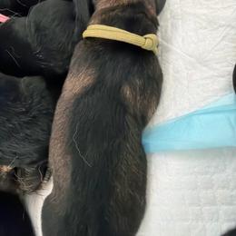 Olive Drab Male - Sable male German Shepherd puppy in Saratoga Springs, Utah from Vom Stille Teufelshunde Kennels
