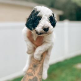Goldendoodle Puppies from Glamorous Golden Doodles