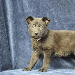 Cobbler - Black seal female German Shepherd puppy in New Cambria, Missouri from Des Hausraben Shepherds