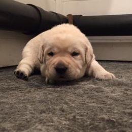 Labrador Retriever Puppies from Cedar Ranch Labrador Retrievers
