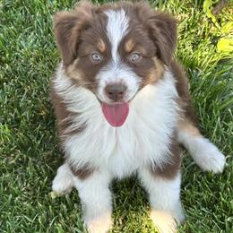 Australian Shepherd puppies from Boundless Joy Aussies