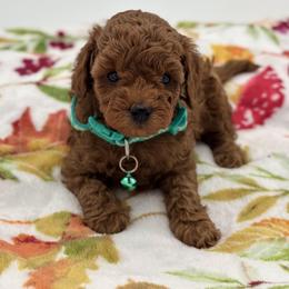 Bernedoodle and Poodle Puppies from Miranda’s Sunshine Poodles and Doodles