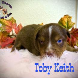 Toby Keith - Red tri male Miniature Australian Shepherd puppy in Lubbock, Texas from Baby Storm Kennels