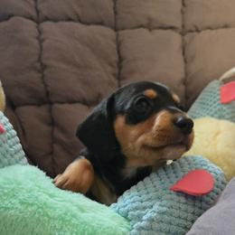 Bear - Black and tan male Dachshund puppy in Upland, California from The Puppy Cottage