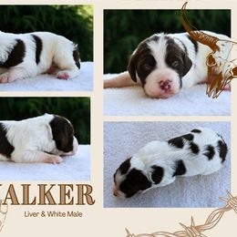 Walker - Liver and white male Brittany puppy in Hollidaysburg, Pennsylvania from Royal Flush Farms