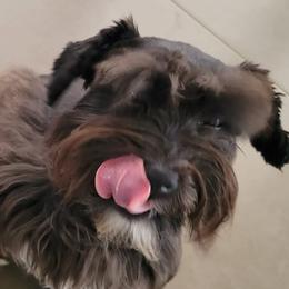 Bess - Miniature Schnauzer