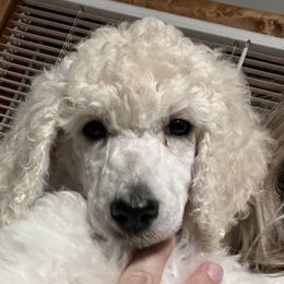 Cavatappi - Red Collar - Cream Poodle puppy in Rock Falls, Illinois from O'So Sharp Dogs