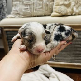 Australian Shepherd and Goldendoodle Puppies from Full House Farm