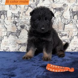 Yarrow - Bi-color male German Shepherd puppy in New Cambria, Missouri from Des Hausraben Shepherds