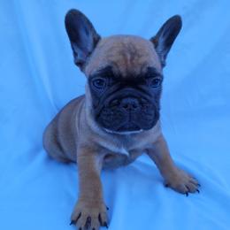 Knox (Boy 3) - Liver male French Bulldog puppy in Neosho, Missouri from Norris Frenchies