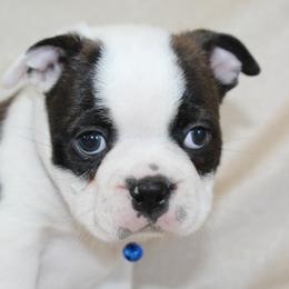 Bear - Black and white male Boston Terrier puppy in Brooksville, Florida from I Love Pups