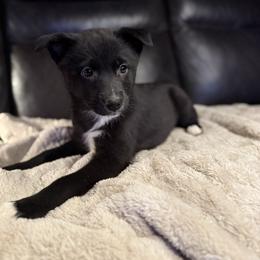 Bailey - Black and white female Pomsky puppy in Ravena, New York from Osiris’s Siberians & Pomskies
