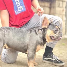 French Bulldogs from Beverly Hills Frenchies