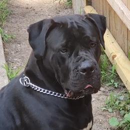 Bella - Boerboel