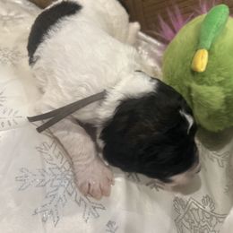 Benny - Parti male Poodle puppy in Mobile, Alabama from Semmy’s Standard Poodle LLC