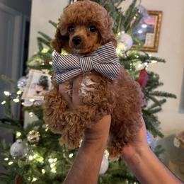 Woody - Red  male Poodle puppy in Tampa, Florida from The Sweet Life of a Toy Poodle